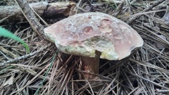 Boletus subcaerulescens