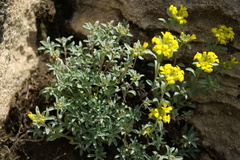 Alyssum armenum