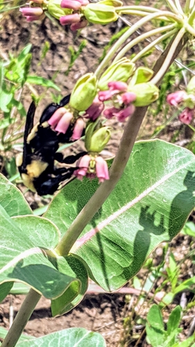 Southern Plains Bumble Bee photographed in Kansas