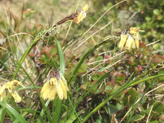 Carex nigra