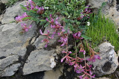 Astragalus buschiorum