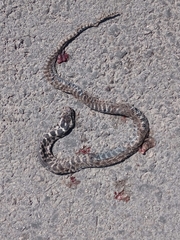 Elaphe quatuorlineata