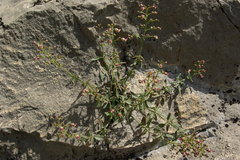 Scrophularia rupestris