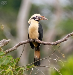 Mindanao Hornbill photo 2