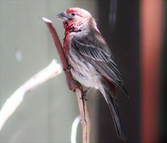 Haemorhous mexicanus