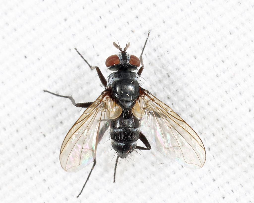 Phyllophilopsis nitens