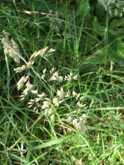 Poaceae