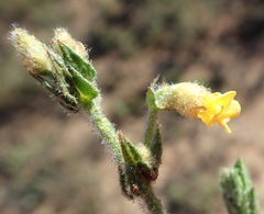 Hermannia stipulacea
