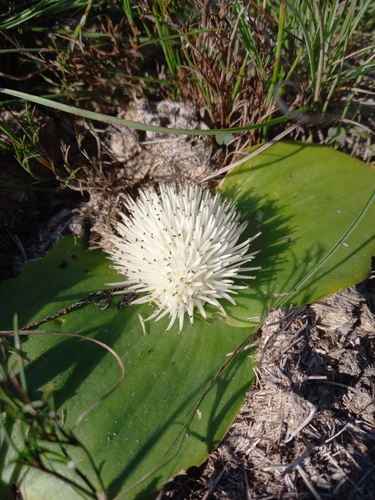 Rûens Hedgehog Lily (Massonia setulosa)