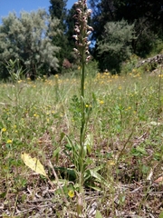 Anacamptis coriophora fragrans