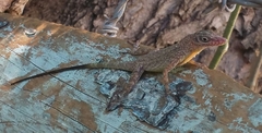 Anolis argenteolus