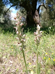 Anacamptis coriophora fragrans