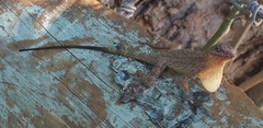 Anolis argenteolus