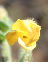 Hermannia stipulacea