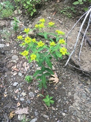 Euphorbia oblongata
