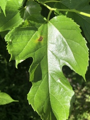 Cercospora moricola