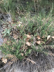 Hyssopus officinalis