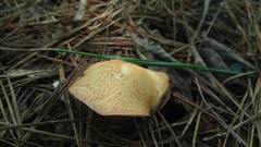 Suillus hirtellus