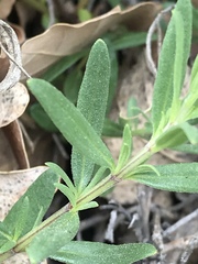 Hyssopus officinalis