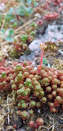 Sedum lydium, photograph 2