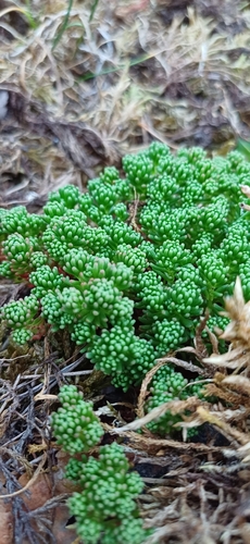 Sedum lydium, photograph 3