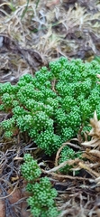 (c) Mikko Heikkinen, some rights reserved (CC BY) Sedum lydium, photograph (c) Mikko Heikkinen, some rights reserved (CC BY)