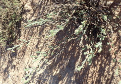 Hermannia stipulacea