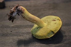 Hemileccinum rubropunctum