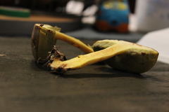 Hemileccinum rubropunctum