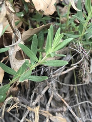 Hyssopus officinalis