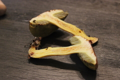 Hemileccinum rubropunctum