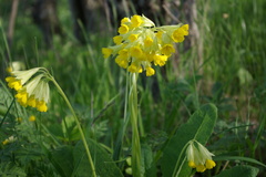Primula veris macrocalyx