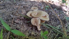 Infundibulicybe catinus