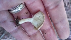 Infundibulicybe catinus