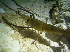 Cinnamon river prawn