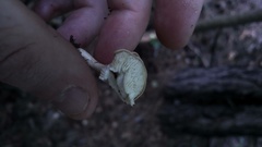 Infundibulicybe catinus