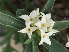 Daphne alpina