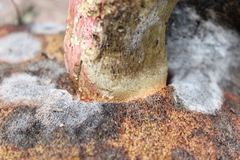 Boletus carminiporus