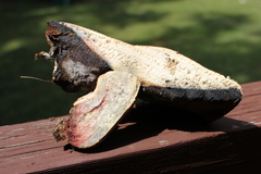 Boletus carminiporus