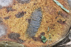 Boletus carminiporus