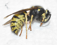 Vespula acadica