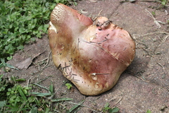 Boletus carminiporus
