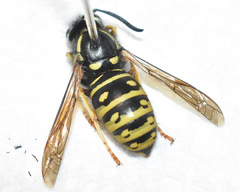 Vespula acadica