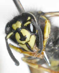 Vespula acadica