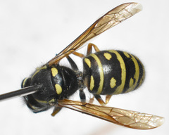 Vespula acadica