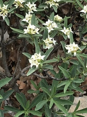 Daphne alpina
