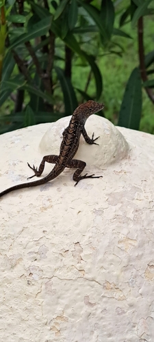 Brown Anole