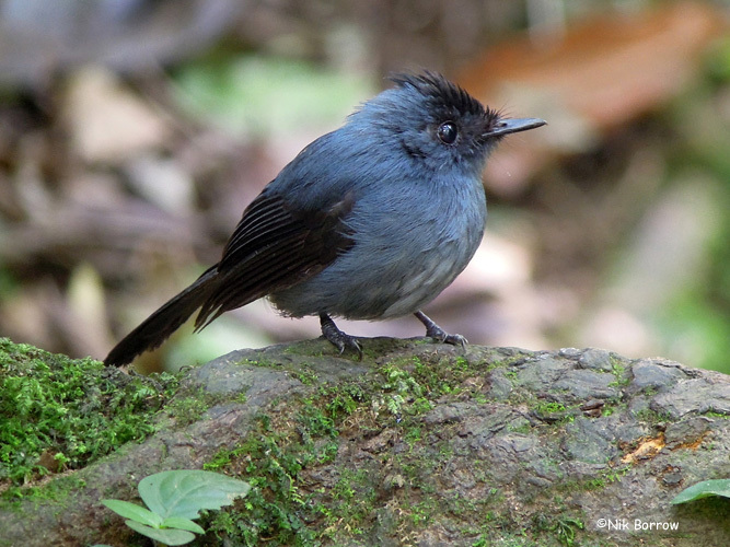 Dusky Crested Flycatcher illustration