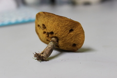 Suillus cothurnatus