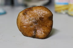Suillus cothurnatus